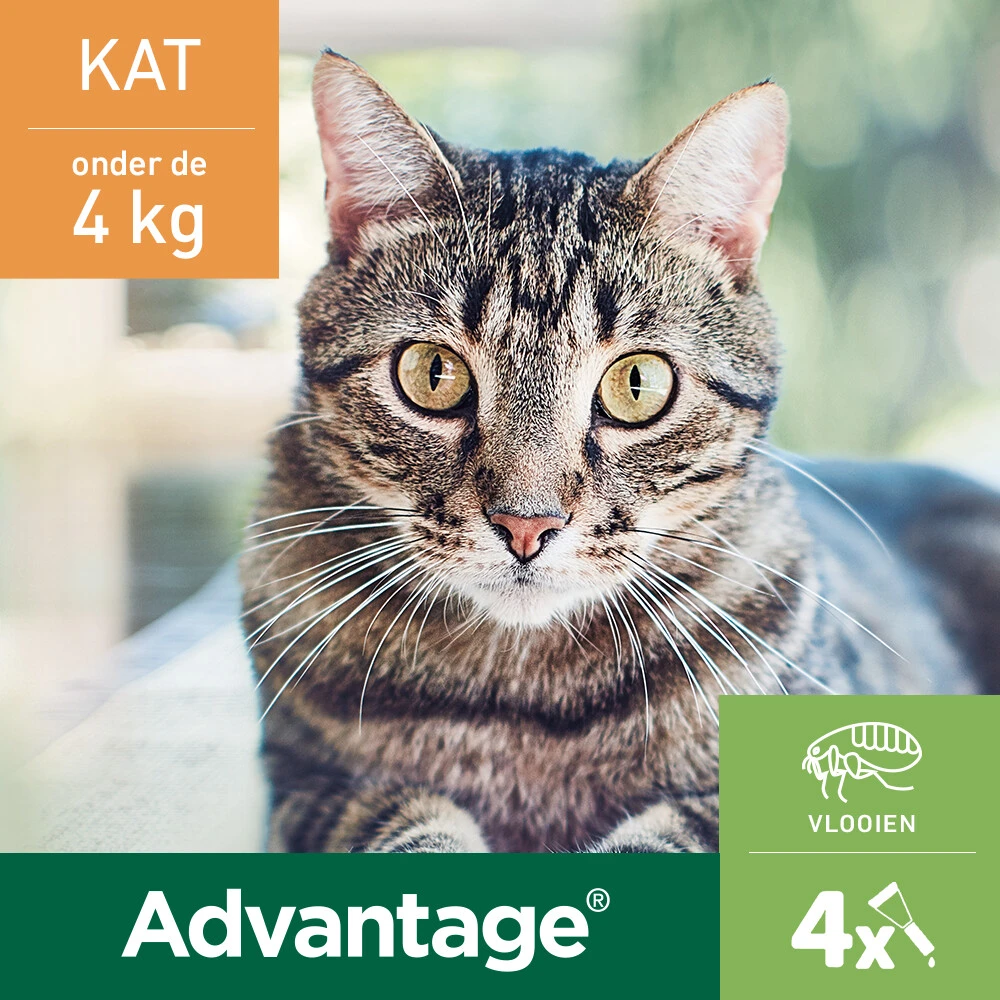 Advantage Anti Vlooiendruppels Kat Tot 4 Kg 2 Advantage Anti Vlooiendruppels Kat Tot 4 Kg - Afbeelding 2