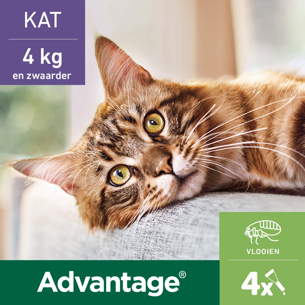 Advantage Anti Vlooiendruppels Kat Vanaf 4 Kg 2 Advantage Anti Vlooiendruppels Kat Vanaf 4 Kg - Afbeelding 2
